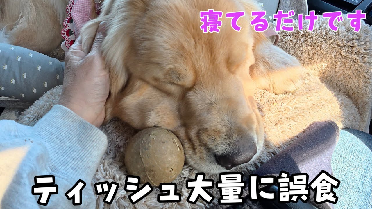 ぴんちゃんが大量にティッシュを食べてしまいました