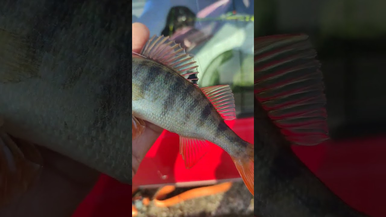 Biban la musca cu roșu😂🧐🙄😙