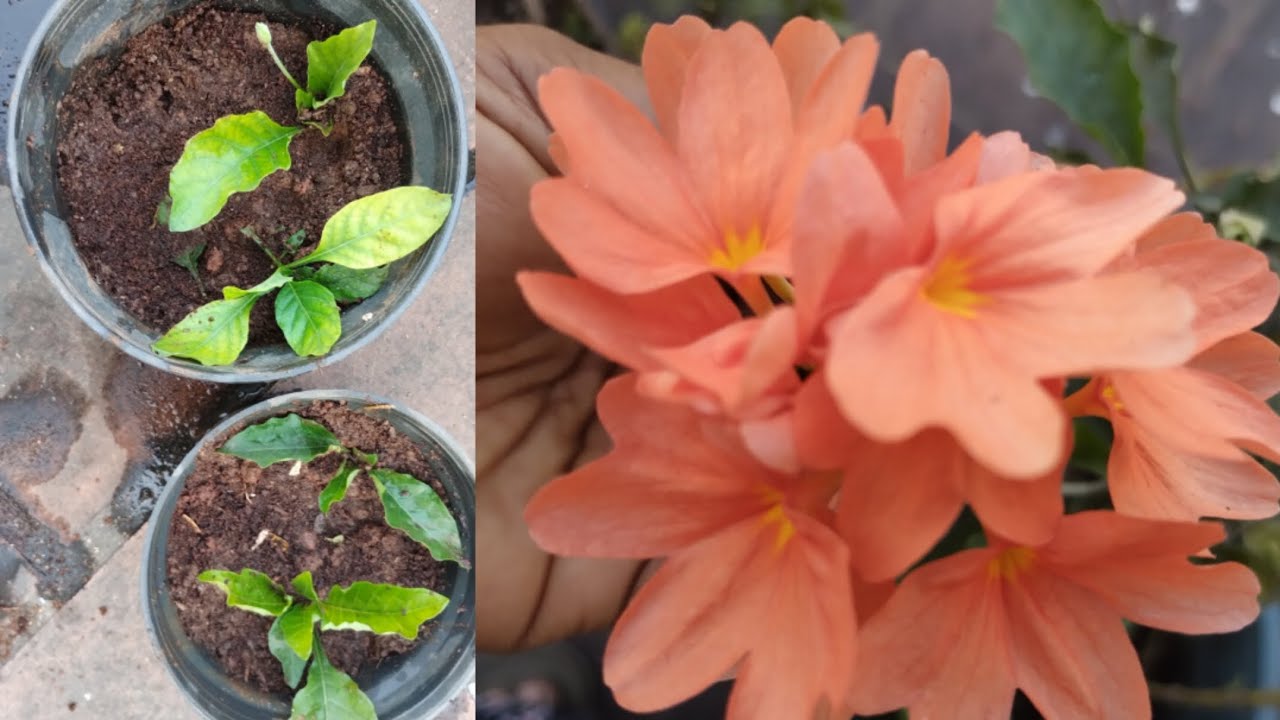 கனகாம்பரம் பூச்செடி நீங்கள் அதிகமாக வளர்க்க முக்கியமான 5 Tips .#gardening