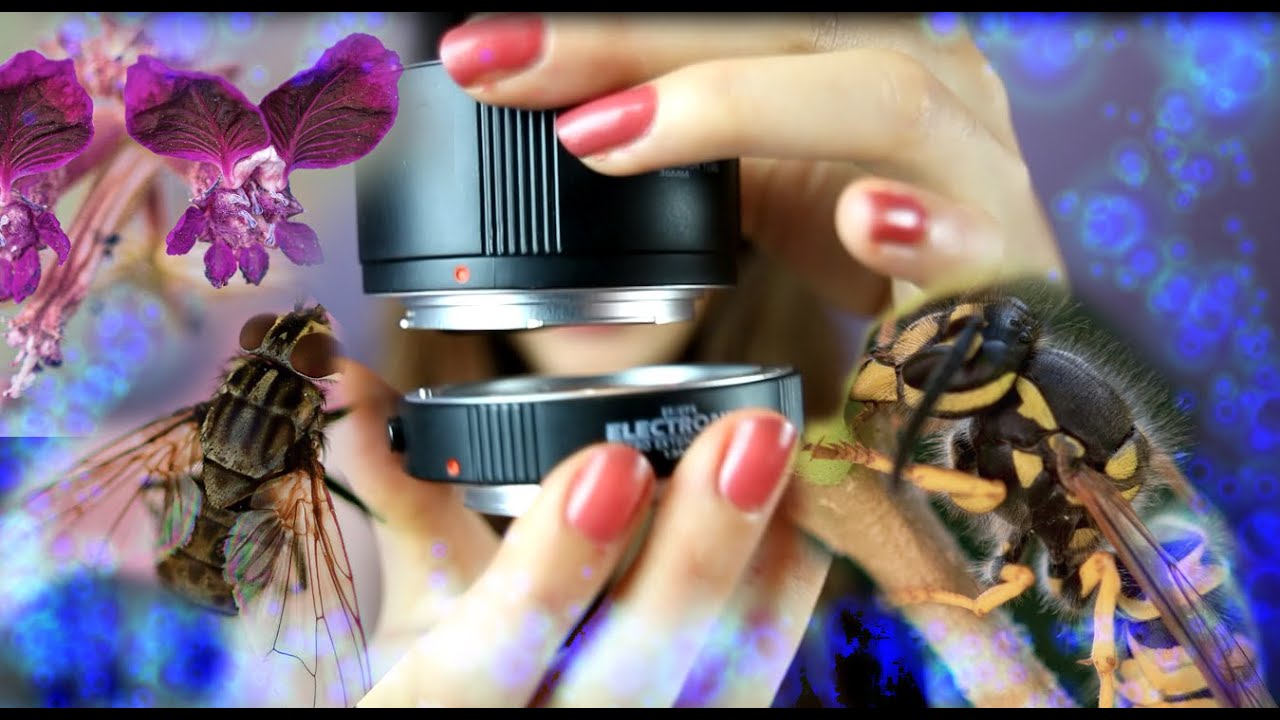 Ein kleiner Ausflug in die Welt der Makrofotografie | Lohnen sich teure Makroobjektive?
