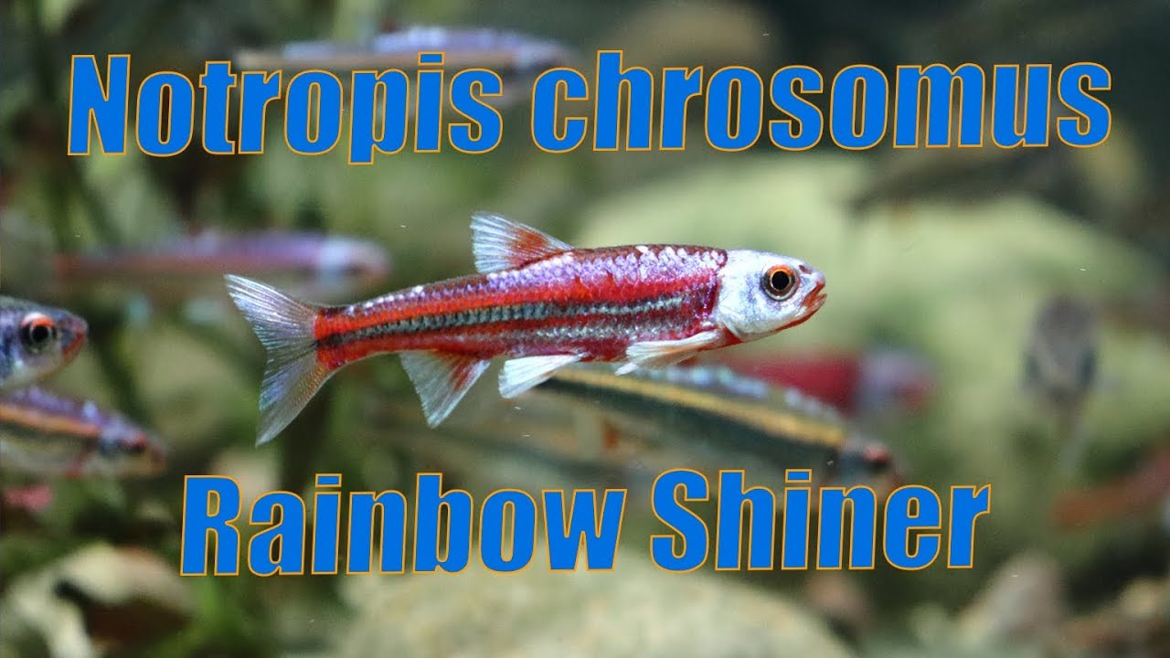 Notropis chrosomus - Rainbow shiner