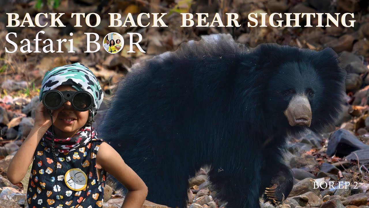 Ultimate sighting - 5 Sloth Bears in single safari | Bor tiger reserve Maharashtra | BOR Nagpur EP2