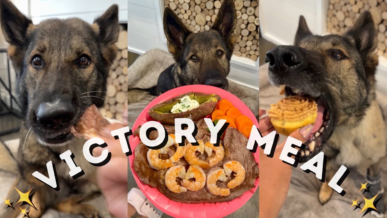 My German Shepherd Enjoys Every Bite of Her Celebration Meal