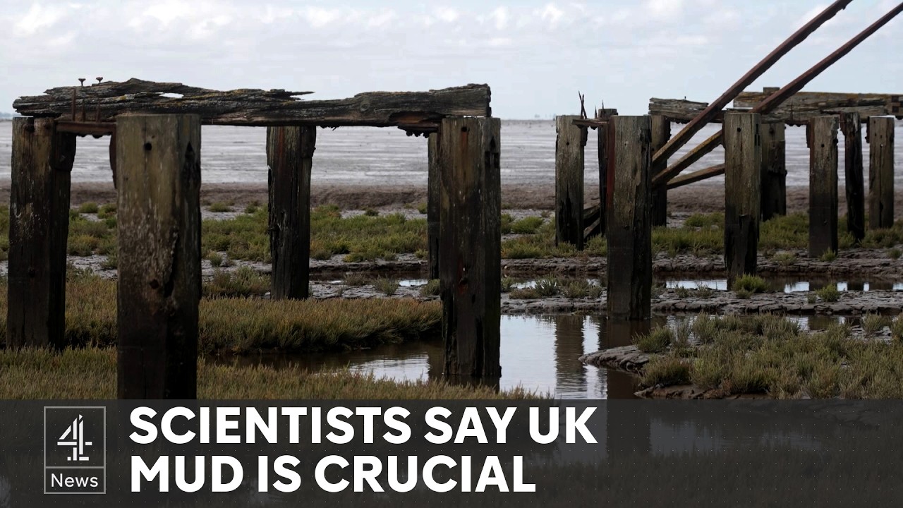 How sea mud could help fight climate change