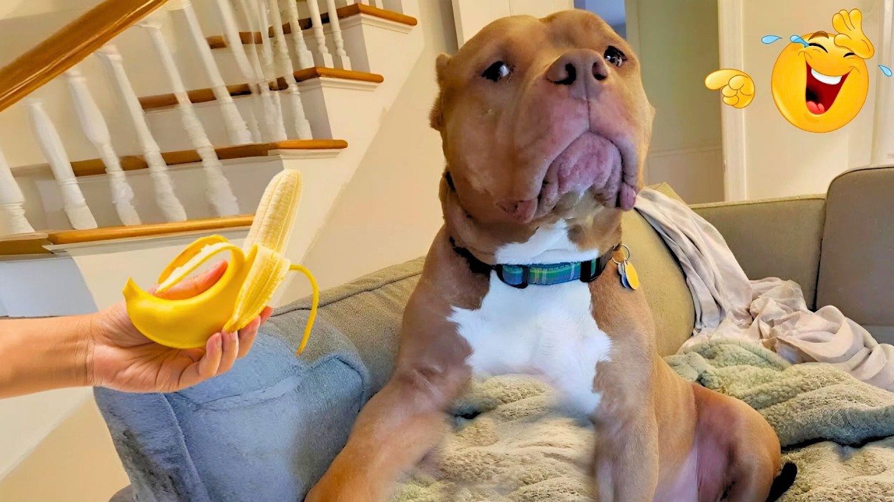 You Can’t Stop Laughing At These Dogs 🤣 FUNNIEST DOGS Video 2026