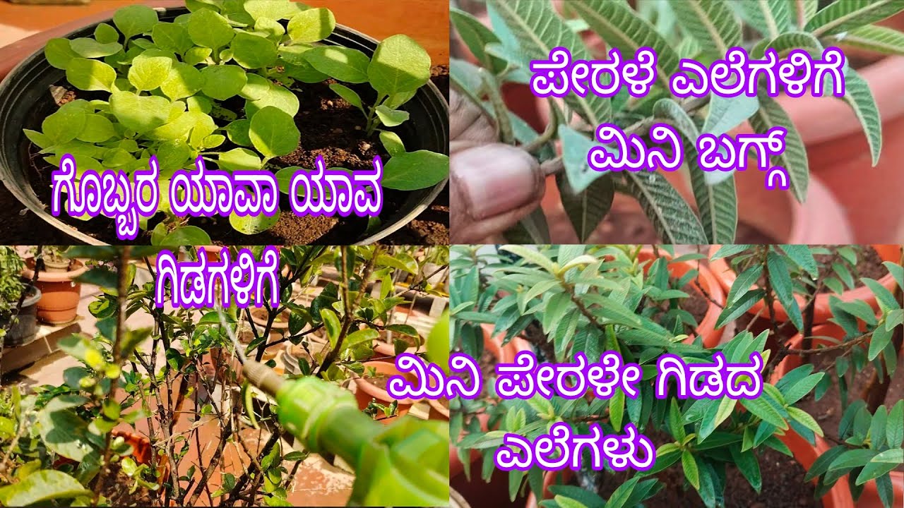 #ಮಿನಿ_ಪೇರಳೆ_ಗಿಡದ_ ಬಗ್ಗೆ _ತಿಳಿಸುತ್ತಾ_ಗಾರ್ಡನ್_ಕೆಲಸ//