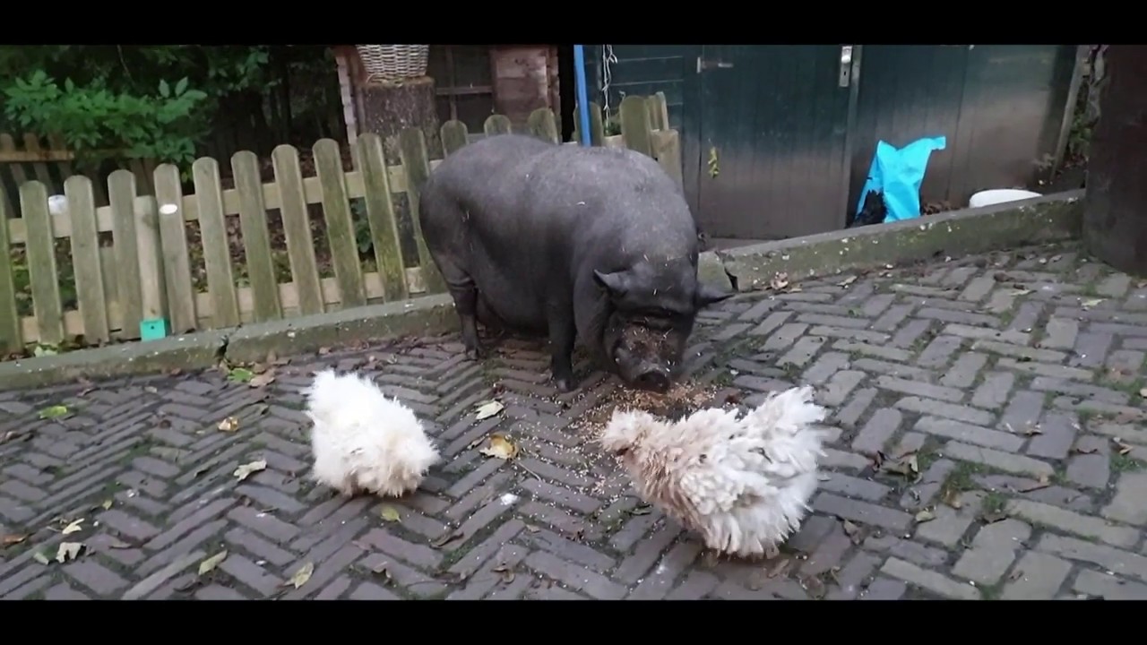 Hoe gaat het met de Zijdehoender  kuikentjes van Fuffie en Pino??