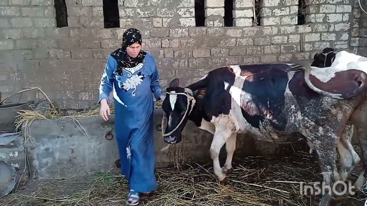 روتين عند البهايم وكلام مهم عن تربية الجاموس🐃