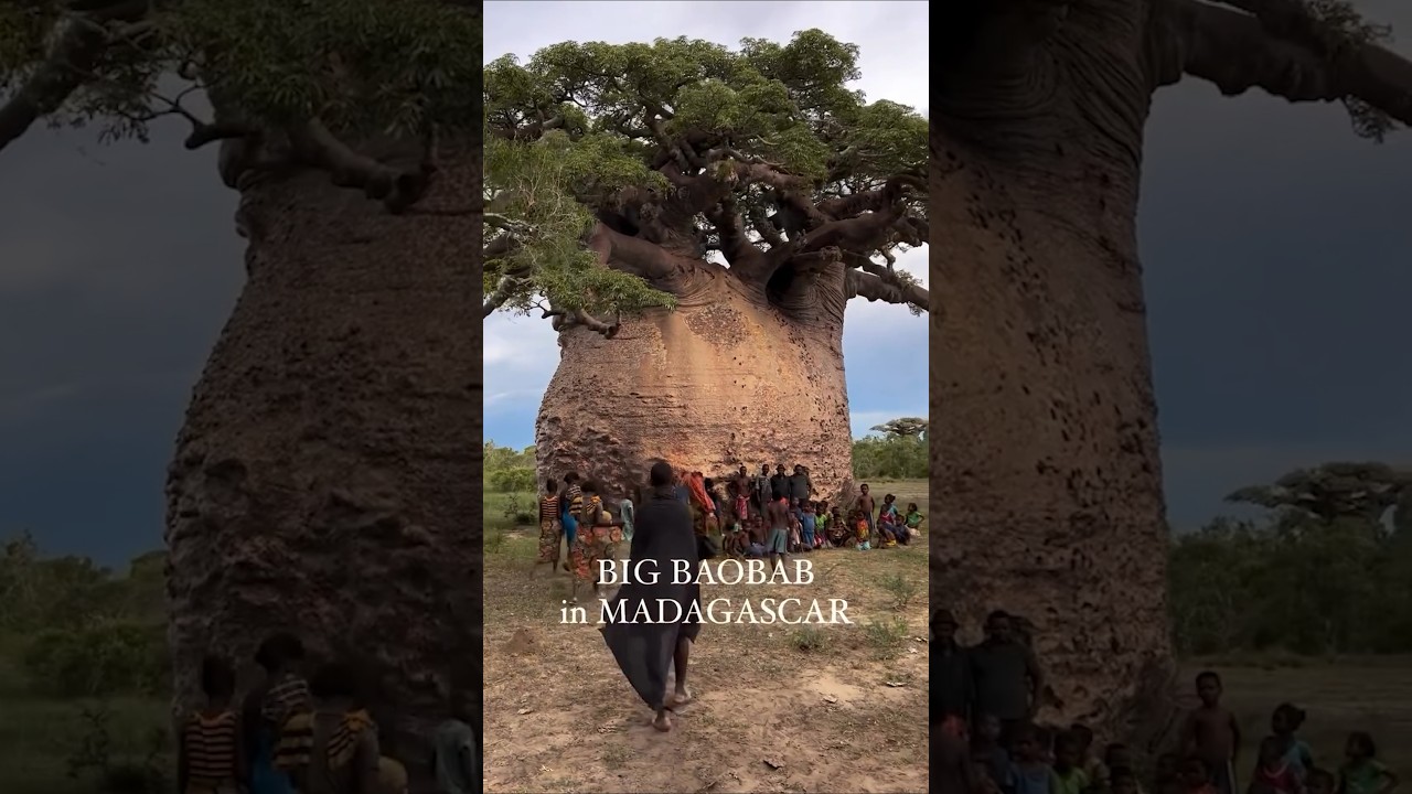 Este &Aacute;rbol Puede Salvarte La Vida 😱