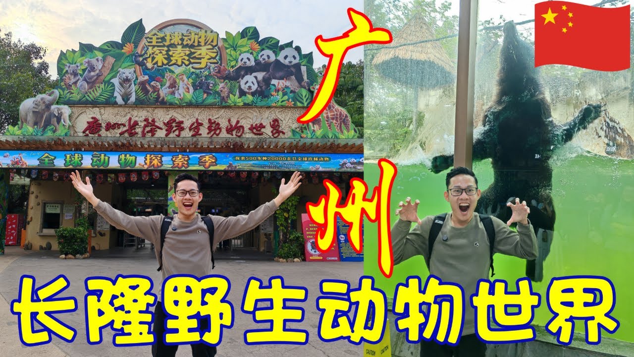 Vlog | 广州长隆野生动物世界全攻略｜小火车环园 | 白虎跳水 | 喂食长颈鹿 | Chimelong Safari Park GuangZhou | China Travel 广州好去处2026