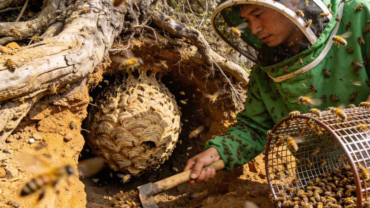 养蜂大姐的蜜蜂被攻击，赔钱赔到哭求助小成哥，小成哥千里奔袭解决隐患【蜂狂小成哥】