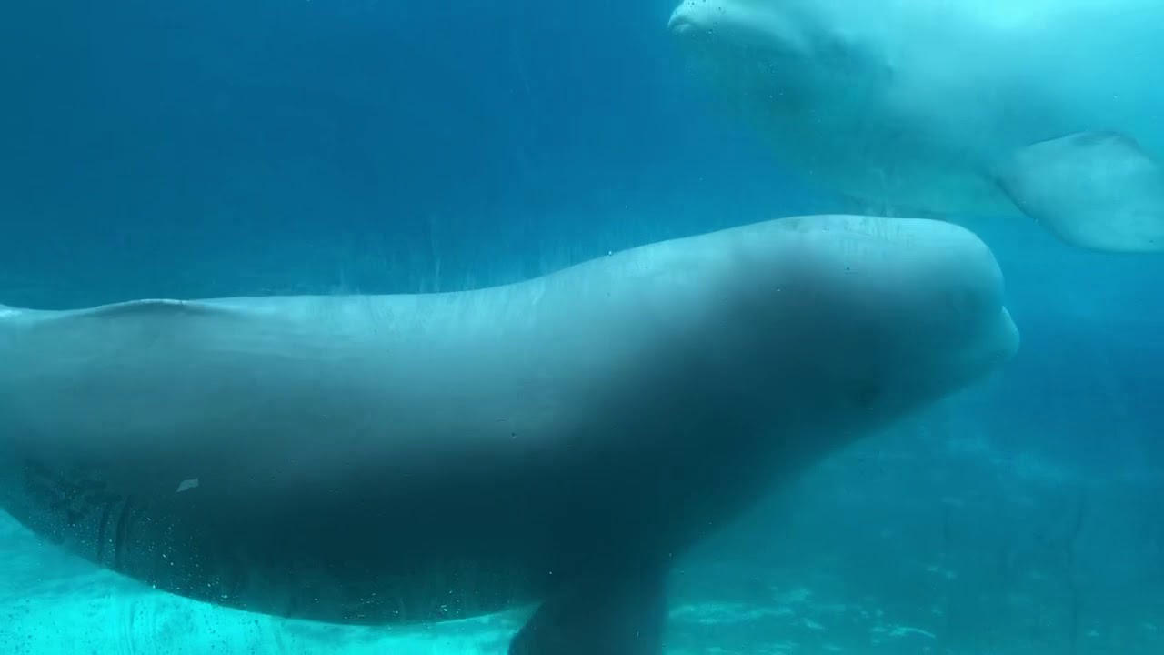 Super friendly Beluga