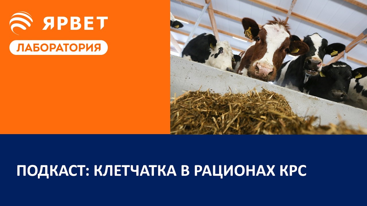 Подкаст: Клетчатка в рационах КРС