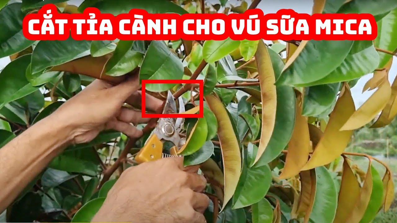 Cách tỉa cành tạo tán cho vú sữa tím Mica 2 năm tuổi | SIÊU THỊ CÂY GIỐNG WELOFARM