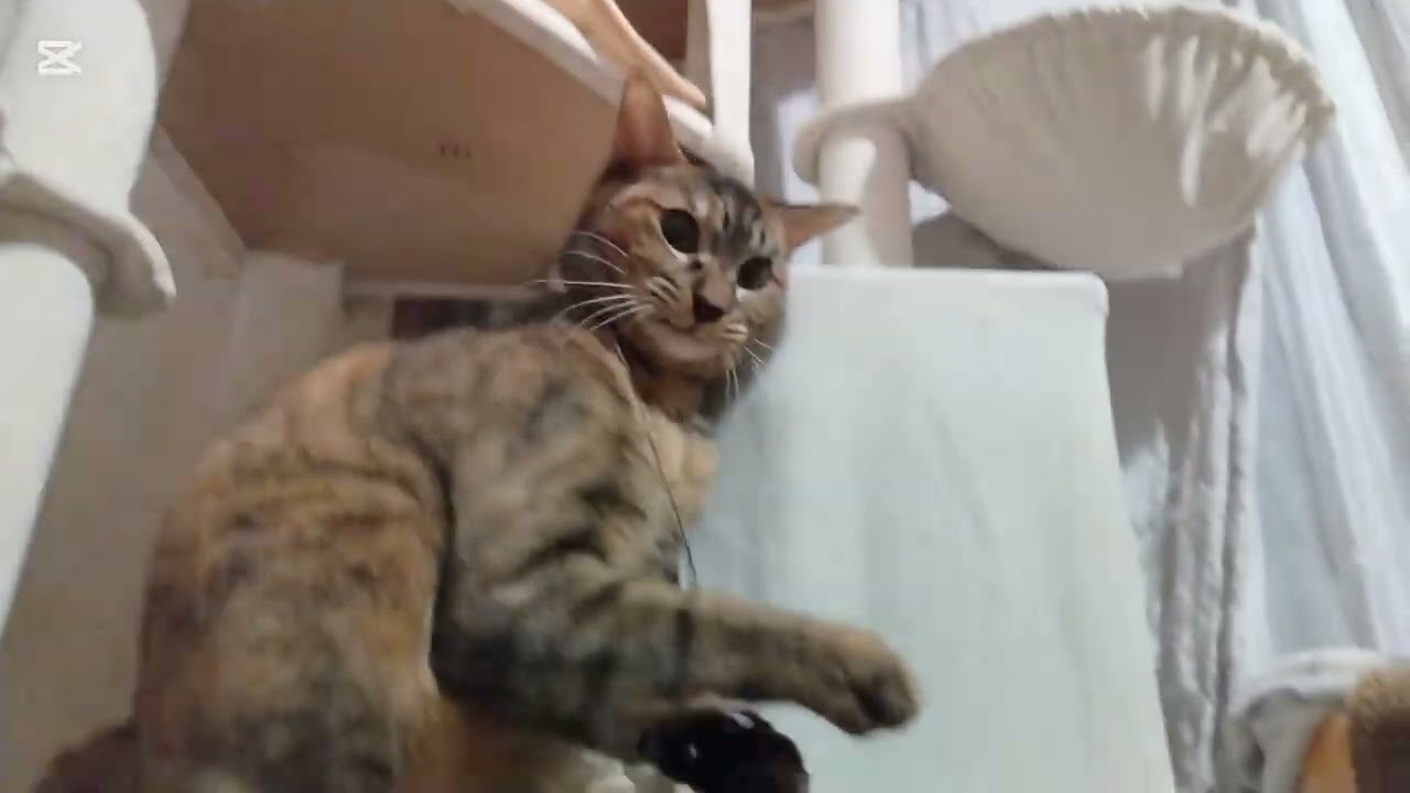 子猫成長日記996　これは保護猫のドキュメンタリー動画です(笑)　今朝も戯れないな　君達‥なんか事件か？　少し様子見だな‥