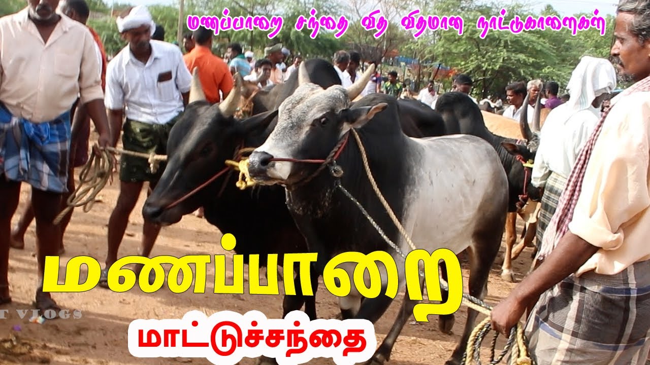 மணப்பாறை சந்தை வித விதமான நாட்டுகாளைகள் தரமான மஞ்சுவிரட்டுகாளைகள் வருகை #ksvenkatvlogs