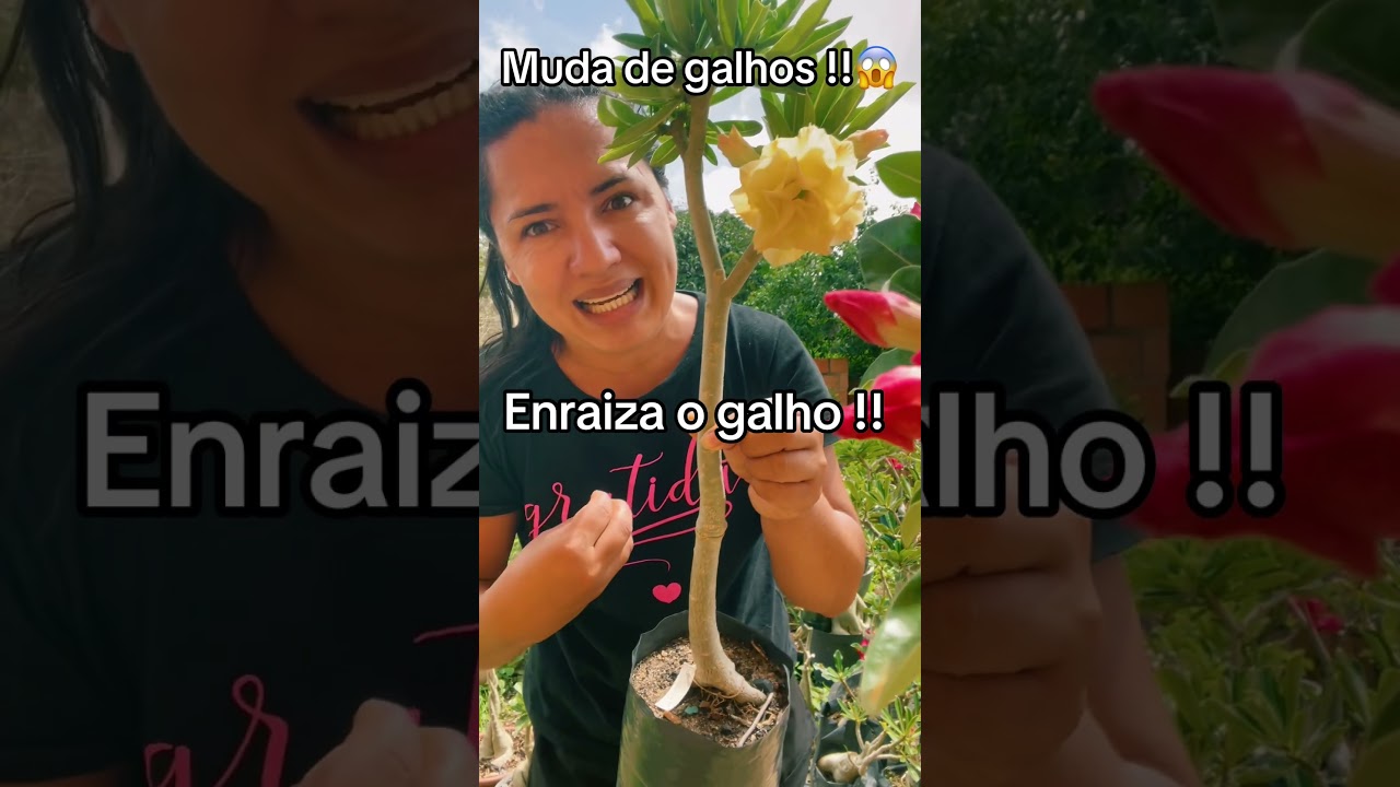 Muda de galhos !! Enraiza o galho !#rosadodeserto #trendingshorts #plantas #flores #mudas #dicas