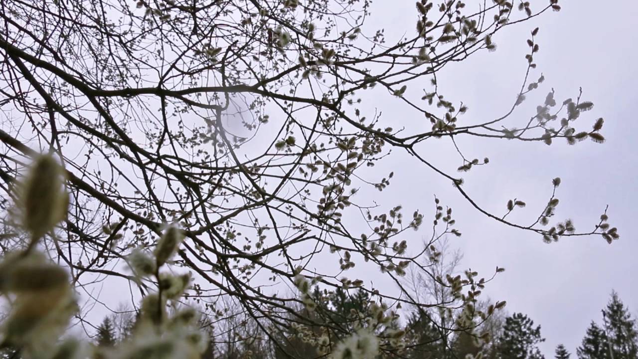 Sound of Bees and Birds / Early Spring Bees Collecting Pollen 1 Hour