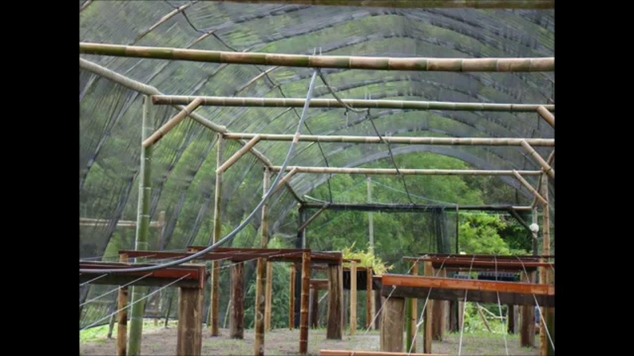 BAMBU CARBONO ZERO/VIVEIRO DE MUDAS - S&Atilde;O PAULO - SP