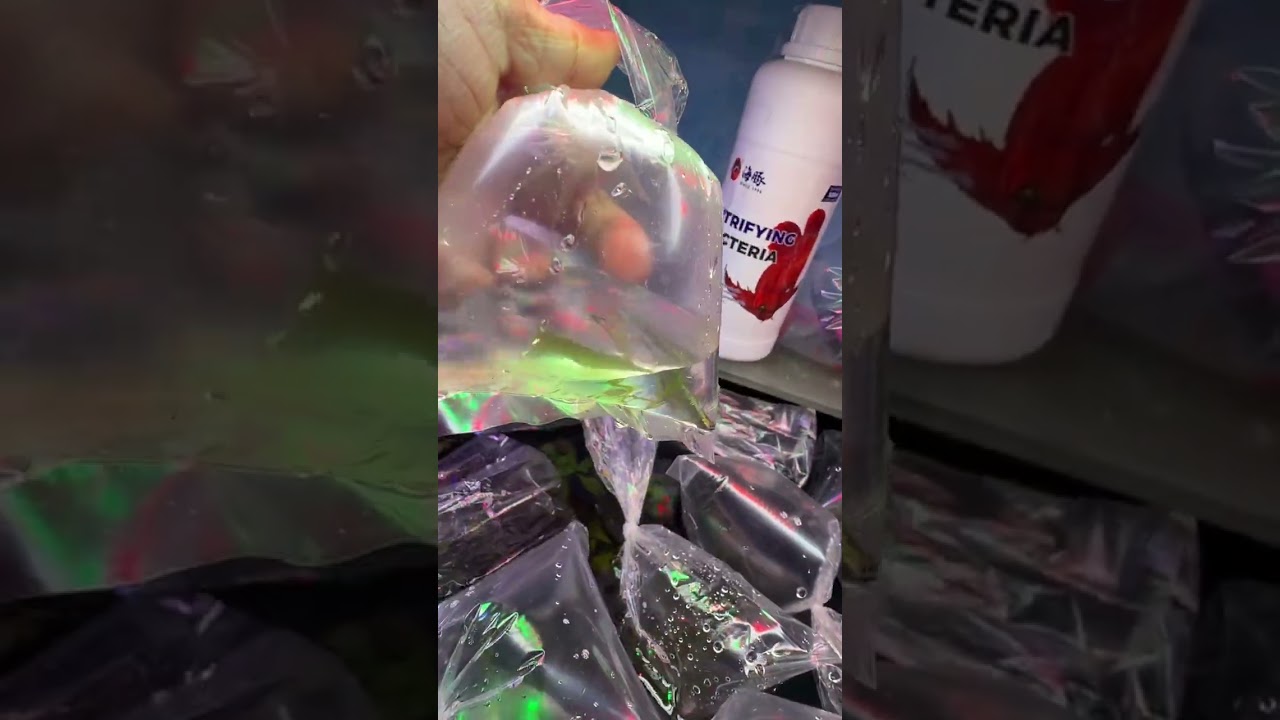 UPDATE PART 36! IBAT IBANG URI NG CLEANER SHRIMP! CRAB AT MAY NEON BLUE GOBY PA!