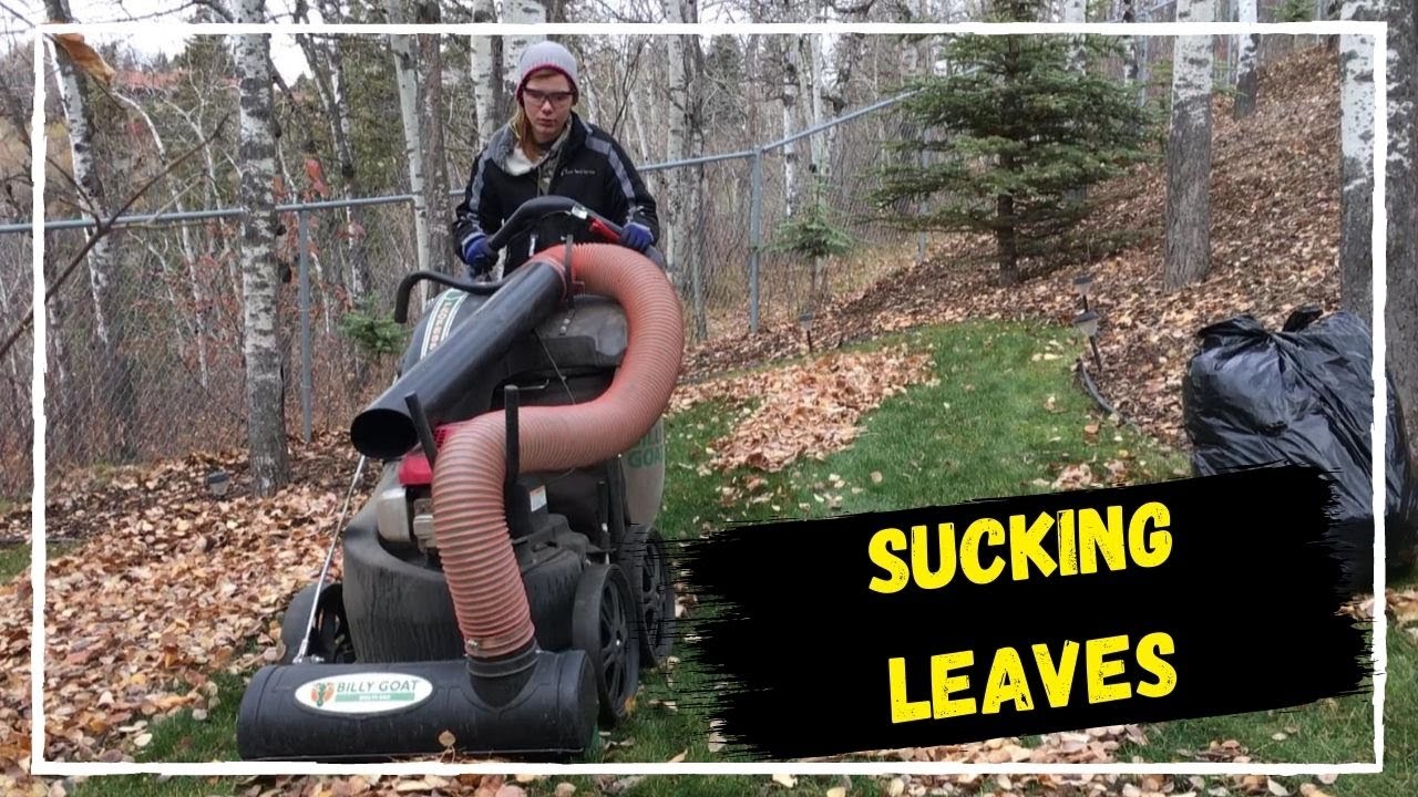 Bailey is sucking leaves with a Vacuum | Billygoat MV650SPH