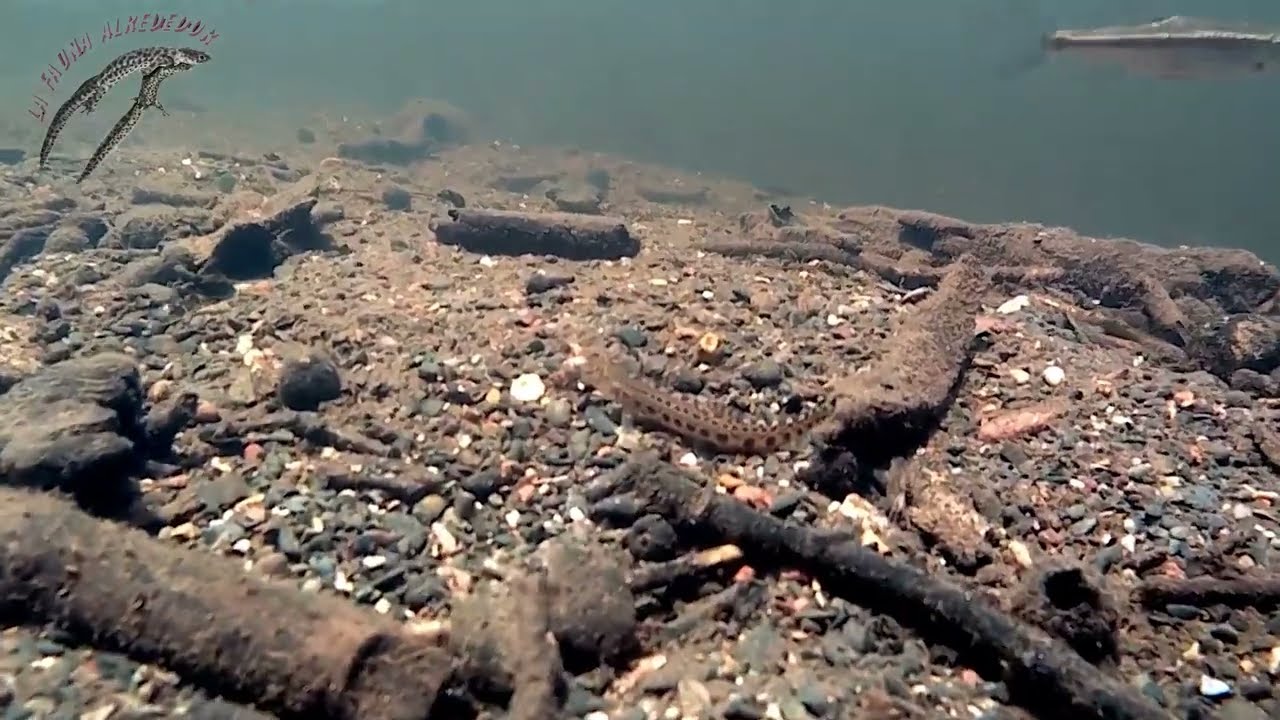 Colmillejas (Cobitis paludica) en el r&iacute;o Estena, P.N. de Caba&ntilde;eros. Music: 
