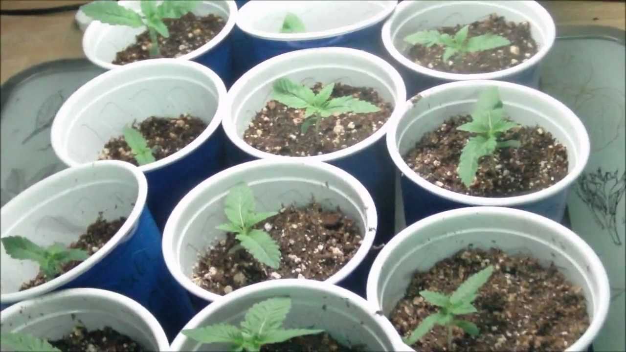 New Seed's Germination Day 0 - Day 6 30 Out Of 31 HD