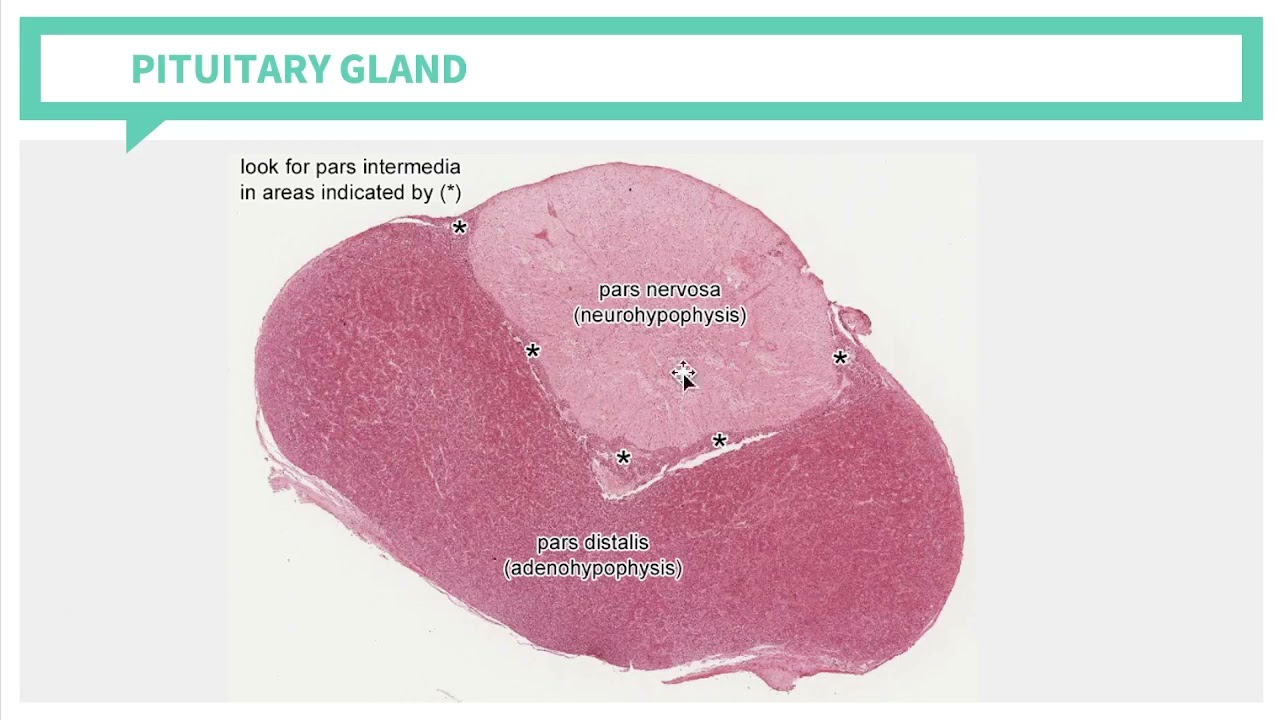 Histology: Endocrine System