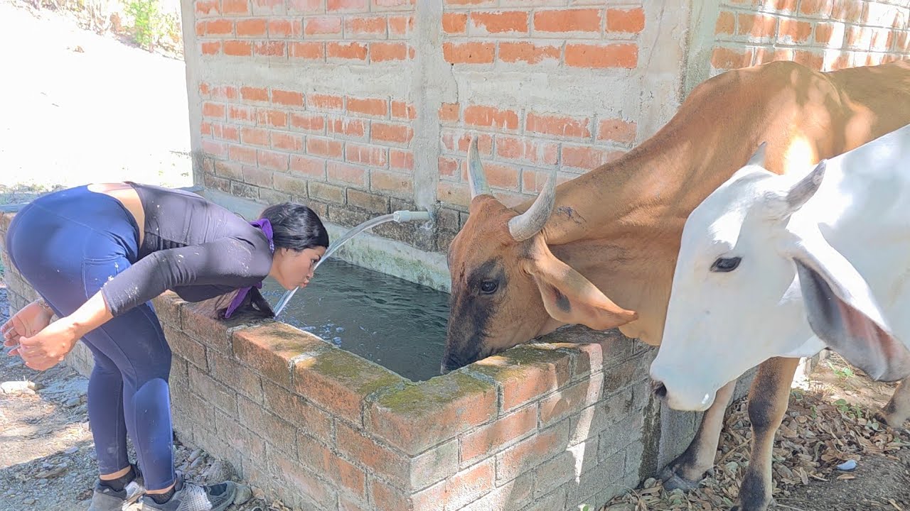 🔴MARÍA AGUANDO LAS VACAS 🐄 