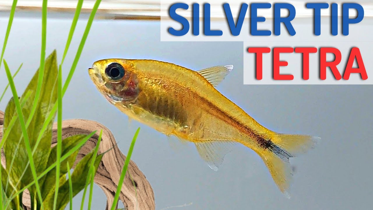 The Silver Tip Tetra: A Peaceful and Active Fish for Your Aquatic Community (Hasemania Nana)