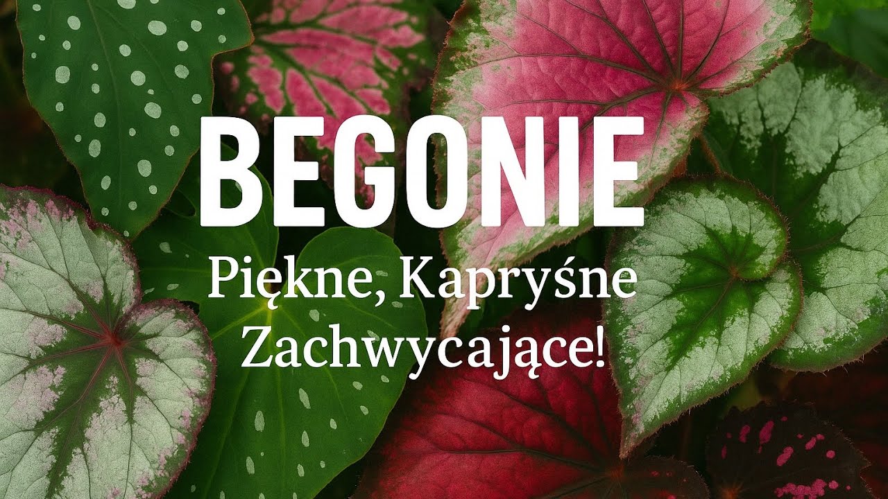 Begonie – piękne, kapryśne, zachwycające! Jak je uprawiać i nie zwariować?