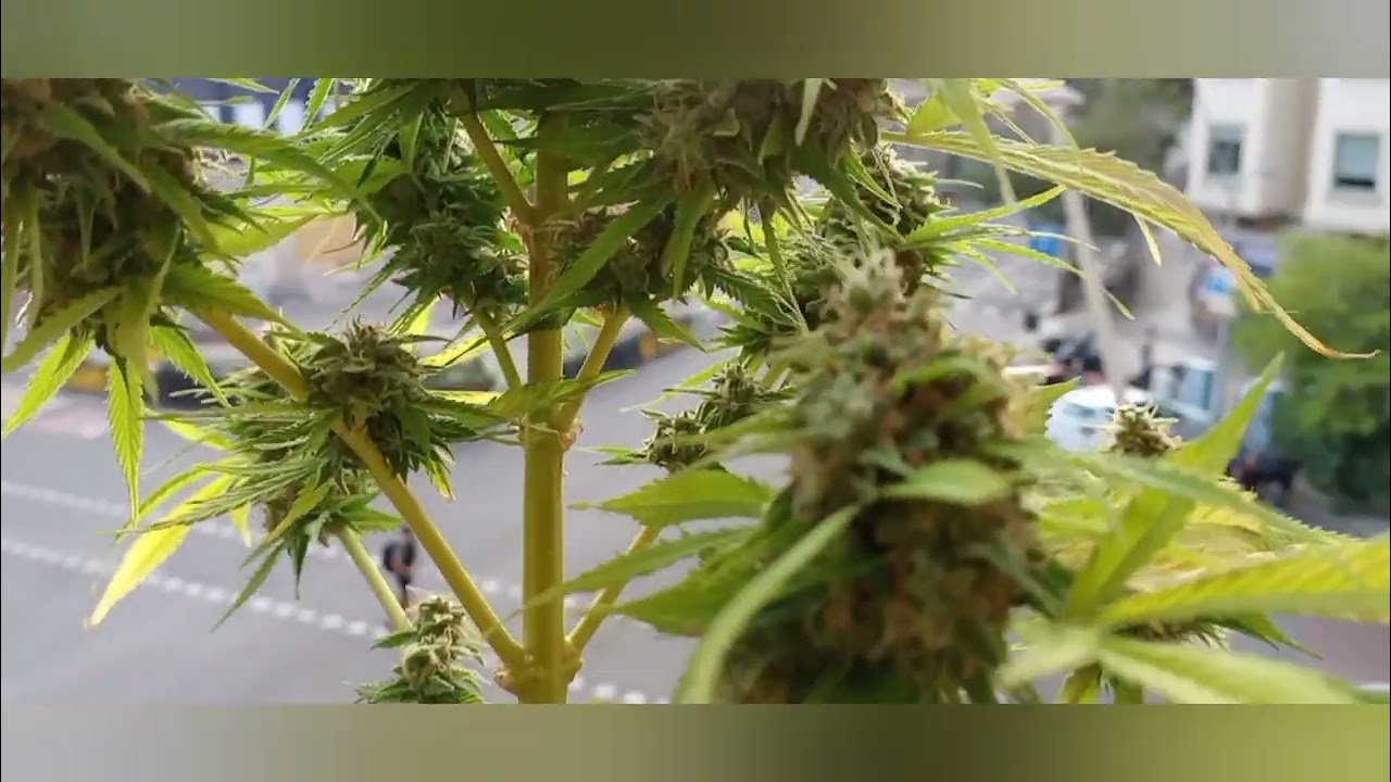 Auto Sour Diesel by Herbies - Preview prima del taglio e del LAVAGGIO DELLE INFIORESCENZE!