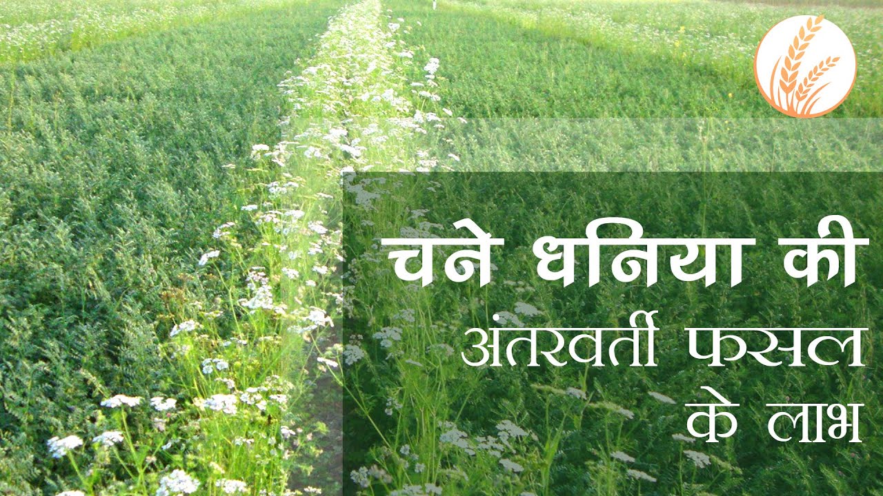 चना धनिया की अंतरवर्ती फसल के लाभ | जवाहर किसान यू-ट्यूब चैनल | Jawahar Kisan You Tube Channel