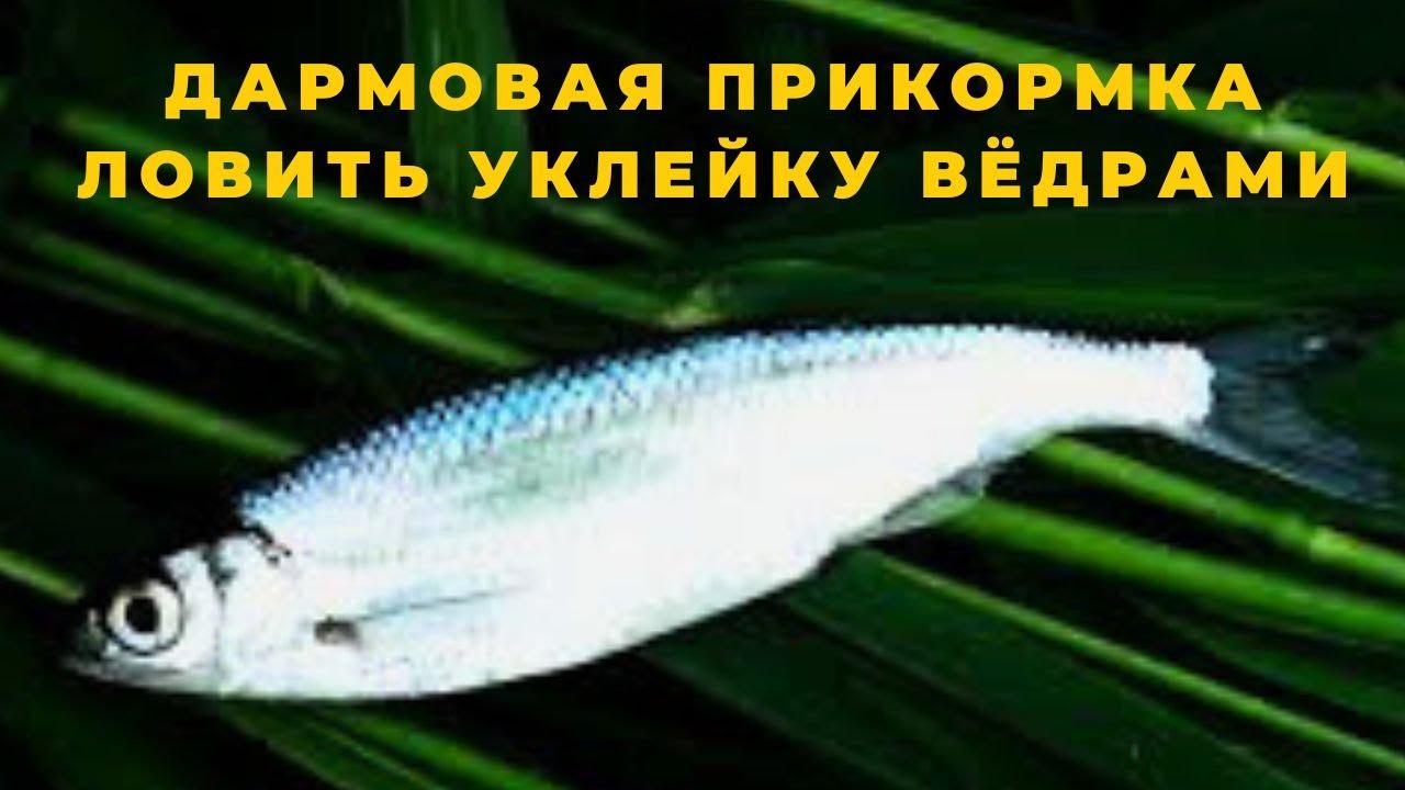 Эта беЗплатная прикормка позволит ловить уклейку вёдрами