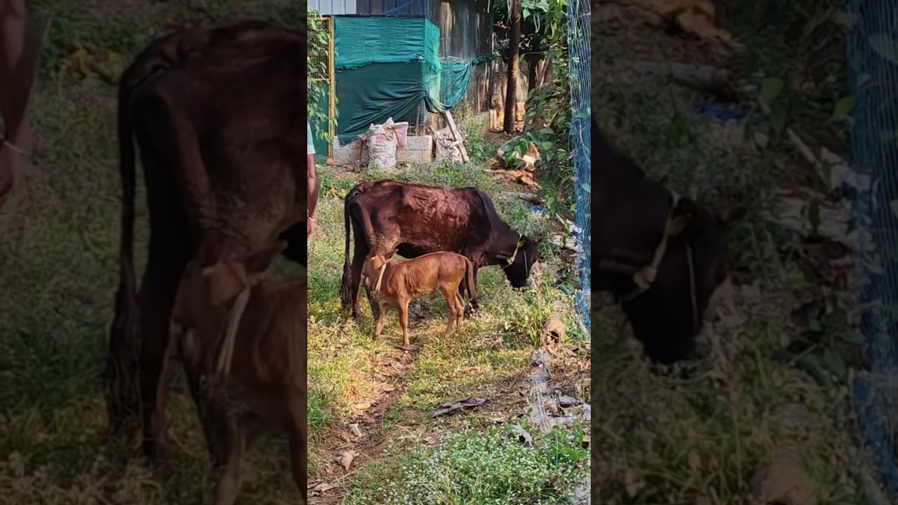 മണിക്കുട്ടിയുടെ വികൃതിയും കുഞ്ഞമ്മിണിയുടെ ചരിത്രവും🤗🤗