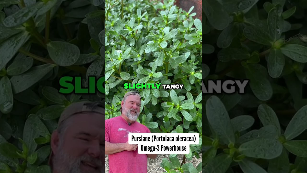 7 диких съедобных растений, которые можно есть сырыми (и которые легко найти!) 🌿 #шорты