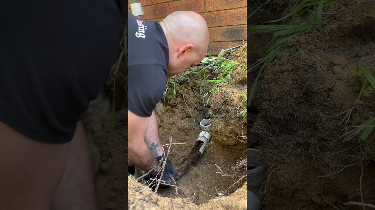 Satisfying tree root removal #plumbing #draincleaning