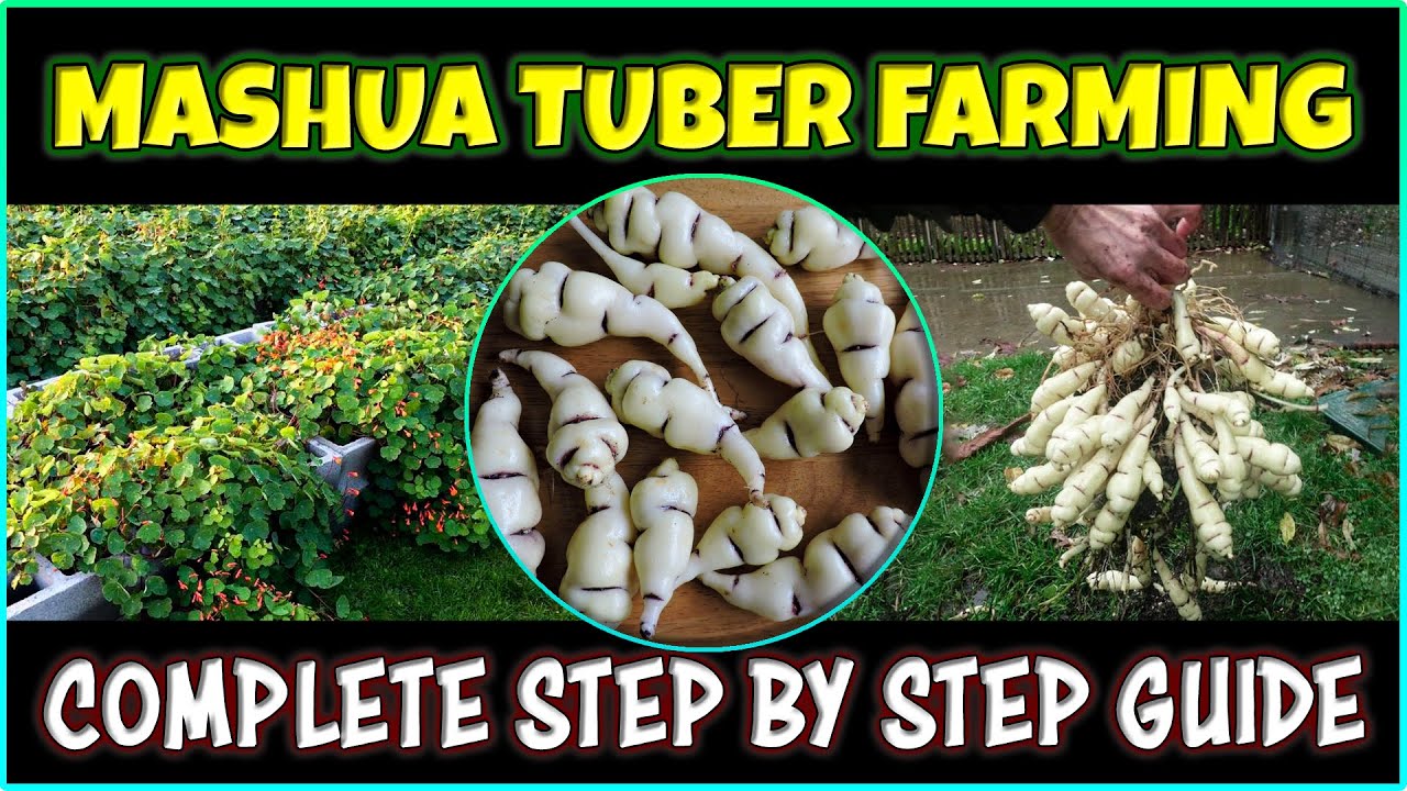 Mashua Tuber Farming | How to grow Mashua tubers at Home
