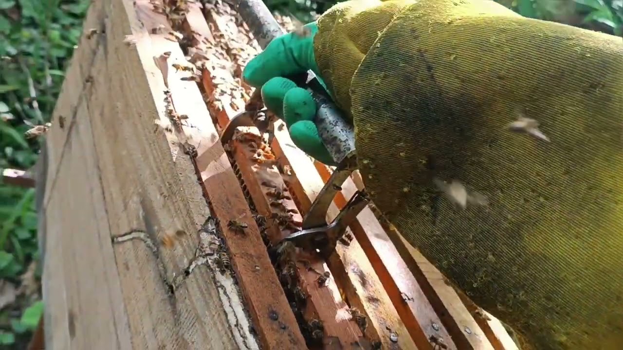 5 alimentação da caixa sem pintar 🐝🍯🙏