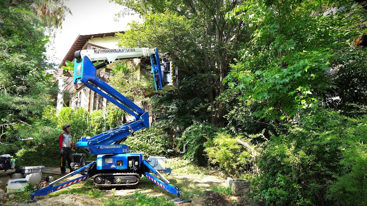 隣の住宅の屋根に覆い被さったムクノキの大木伐採♪
