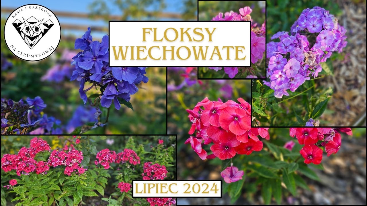 Floksy wiechowate