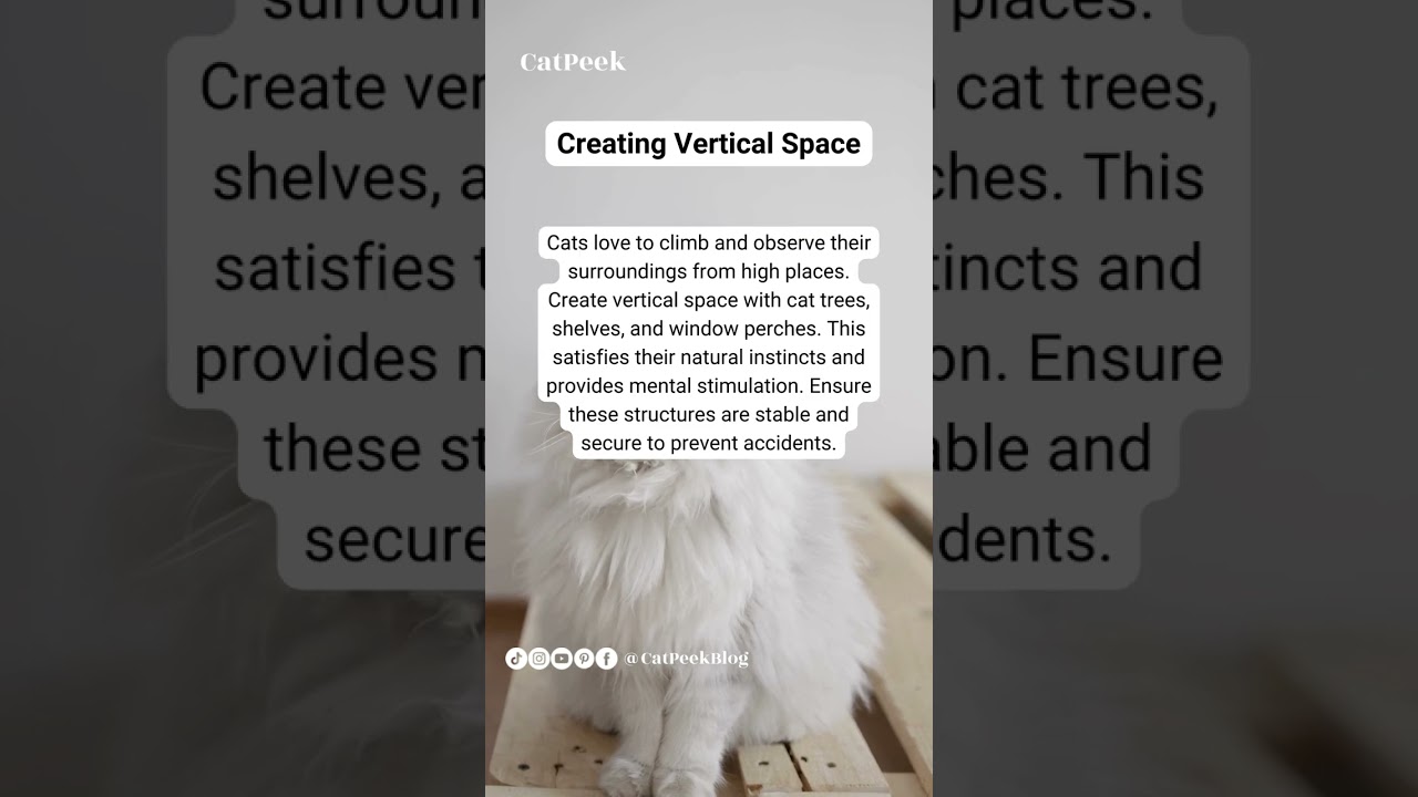 Creating Vertical Space #Cat #cats #pet #facts