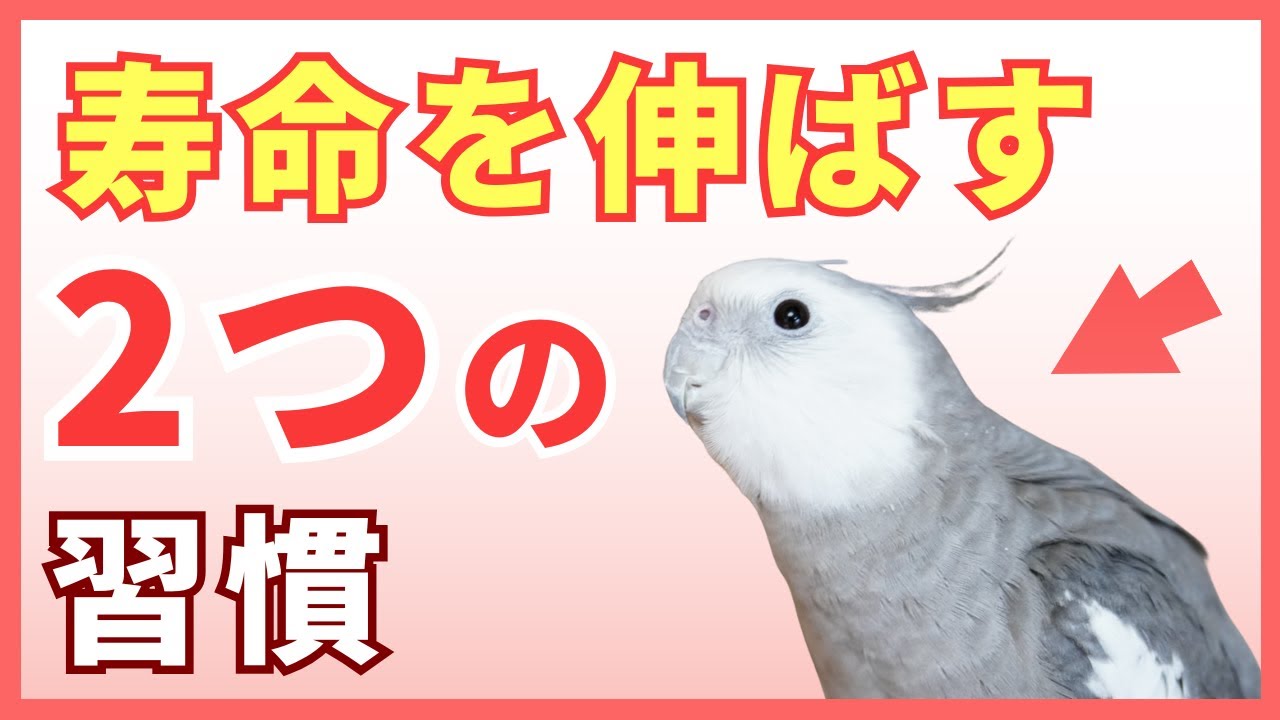 鳥飼いさんが必ずやるべき2つの健康チェック（インコ・オウム）