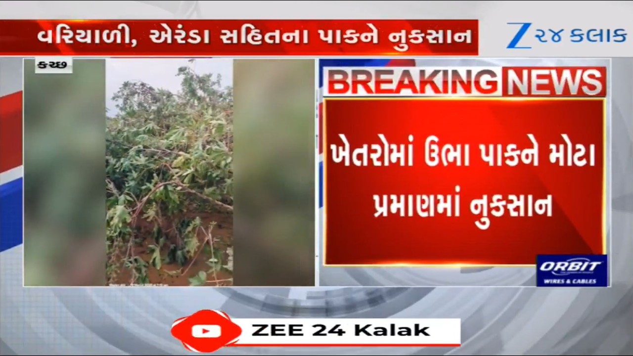 Farmers face huge crop loss following heavy unseasonal rains along with gusty winds in Kutch