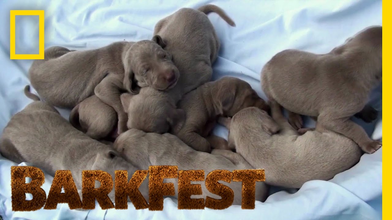 Puppy Behaviors Explained | BarkFest