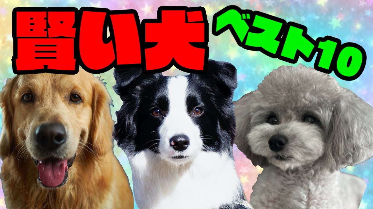 [ランキング]知能が高い犬種ベスト１０