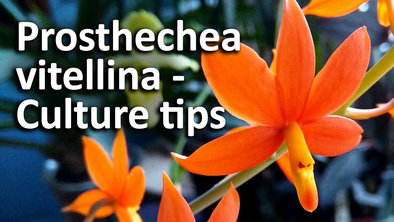 Prosthechea vitellina - Culture tips