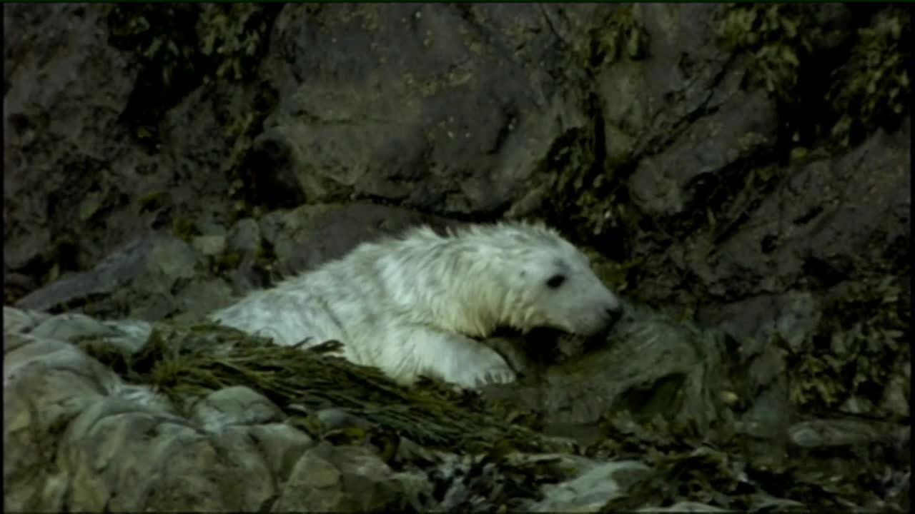 Éamon de Buitléar - Seasonal visitors | Ainmhithe na hÉireann | TG4