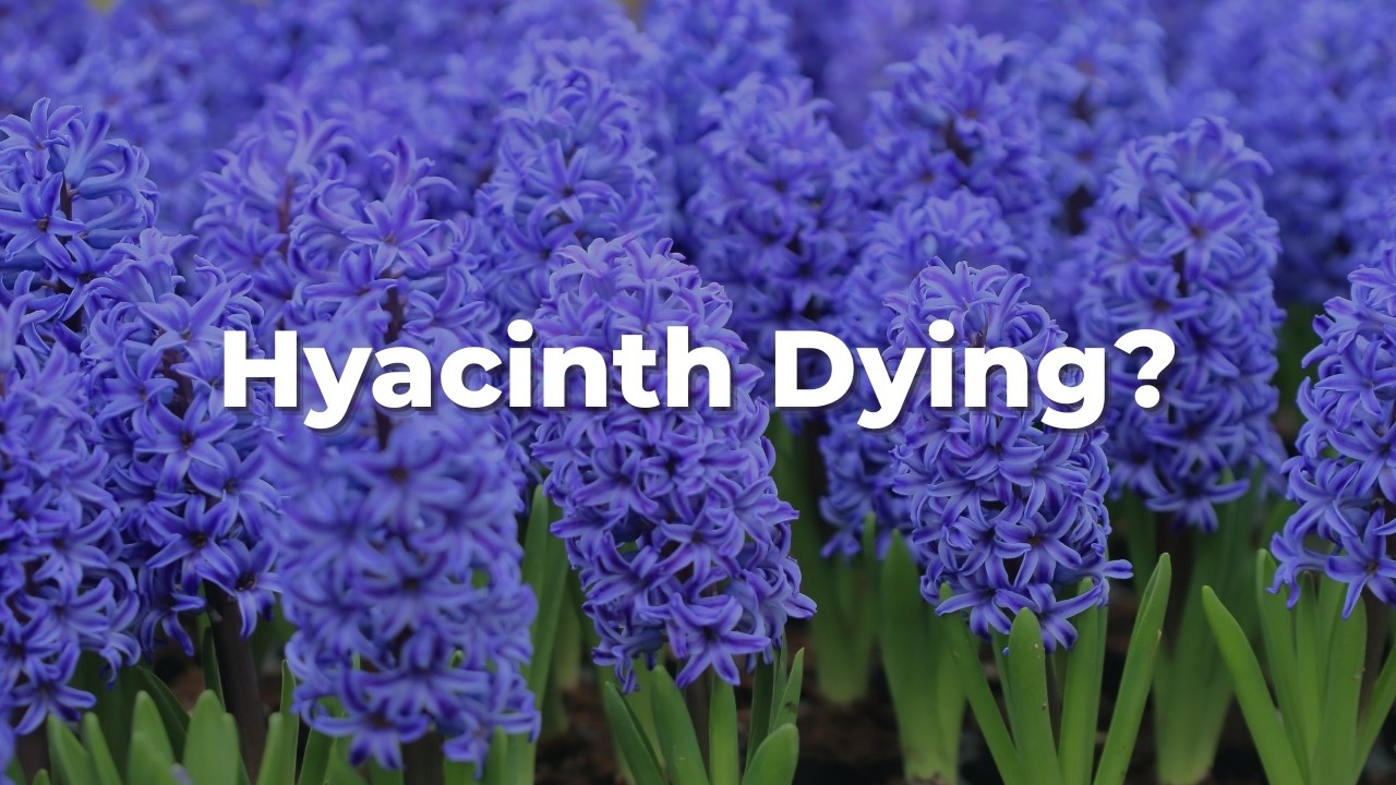 7 Hyacinth Problems You Need to Know (And How to Fix Them)