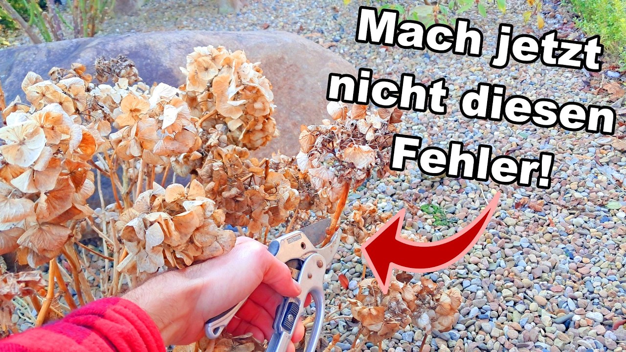 Hortensien schneiden: Mach diesen EINEN Fehler niemals!